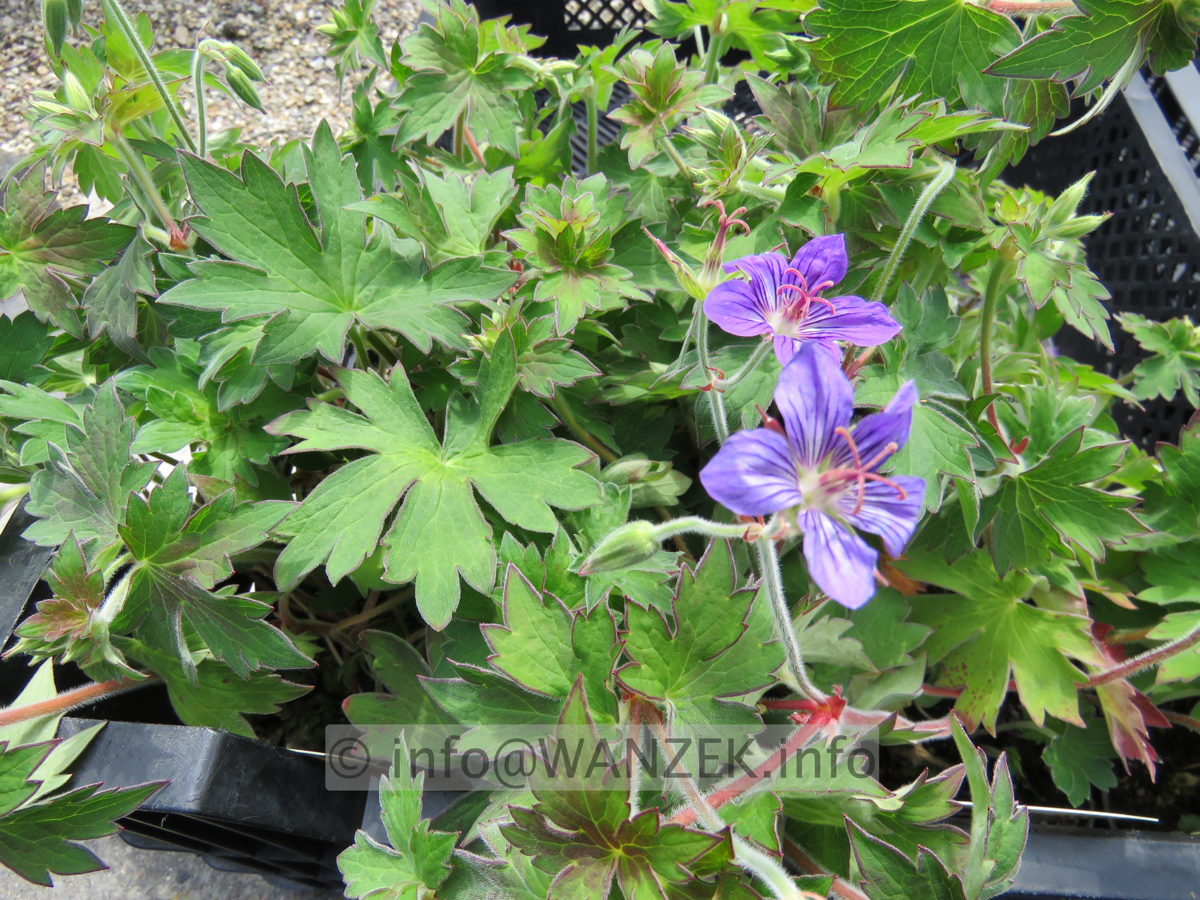 Geranium wlassovianum 02.JPG